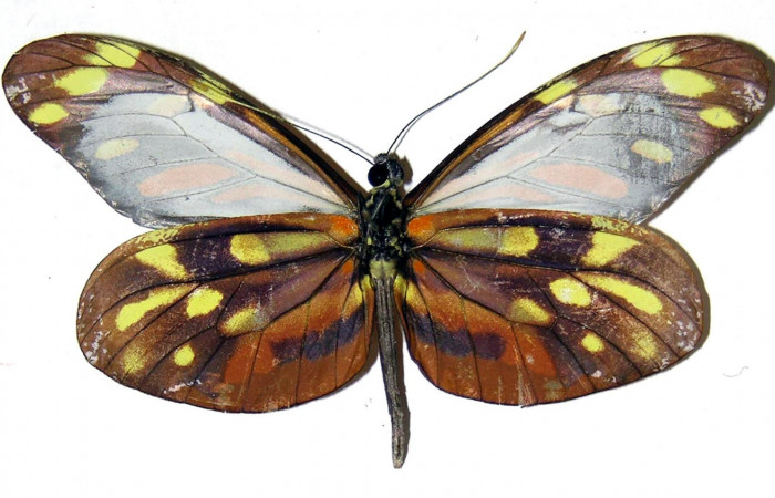 2. Adulto vista dorsal de la macho <i>Dismorphia praxinoe</i></i> (Pieridae) mide 67mm. Vado Rio Cucaracho Sector San Cristobal, 640 m.00-SRNP-21988-DHJ310014.
