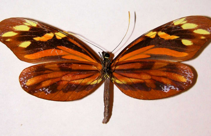 4. Adulto vista dorsal de la hembra <i>Dismorphia praxinoe</i></i> (Pieridae) mide 82mm. Pasmompa Sector Pitilla , 440 m. 01-SRNP-22965-DHJ34527.