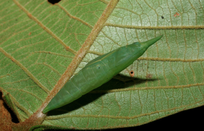  8. Pupa <i>Dismorphia praxinoe</i></i> (Pieridae) mide 81mm. Pasmompa, Sector Pitilla , 440 m. 07-SRNP-5106-DHJ7436675.
