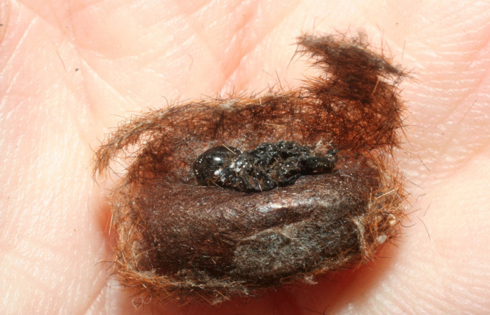 Fig.10 Capullo de Braconidae, <i>Dolichozele</i></i> Sharkey02, parásito del (Erebidae), <i>Turuptiana obliqua</i></i>. Voucher: 08-SRNP-998-DHJ453119.jpg.