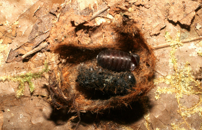 Fig.12 Restos de prepupa <i>Turuptiana obliqua</i></i> con pupario del parásito Tachinidae, <i>Leschenaultia</i></i> Wood05. Voucher: 04-SRNP-220-DHJ401388.jpg.