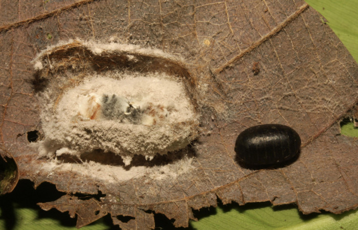 Fig.13 Pupario de Tachinidae, parásito del Erebidae, <i>Turuptiana obliqua</i></i>. Voucher: 16-SRNP-30636-DHJ729796.jpg.