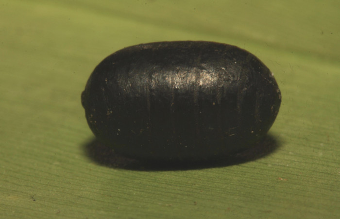 Fig.14 Pupario de Tachinidae, parásito del Erebidae, <i>Turuptiana obliqua</i></i>. Voucher: 16-SRNP-30636-DHJ729798.jpg.