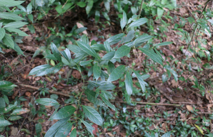Fig.15 Planta <i>Cinnamomum brenesii</i></i> (Lauraceae), hospedera de la larva <i>Turuptiana obliqua</i></i>, (Erebidae), Sector Mundo Nuevo, PLP07, Foto  Elieth Cantillano  14 Diciembre 2020.
