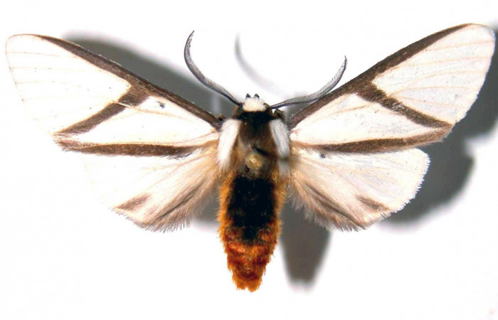 Fig.1 Adulto <i>Turuptiana obliqua</i></i>, mostrando la parte dorsal.Voucher: 01-SRNP-22038-DHJ38920.