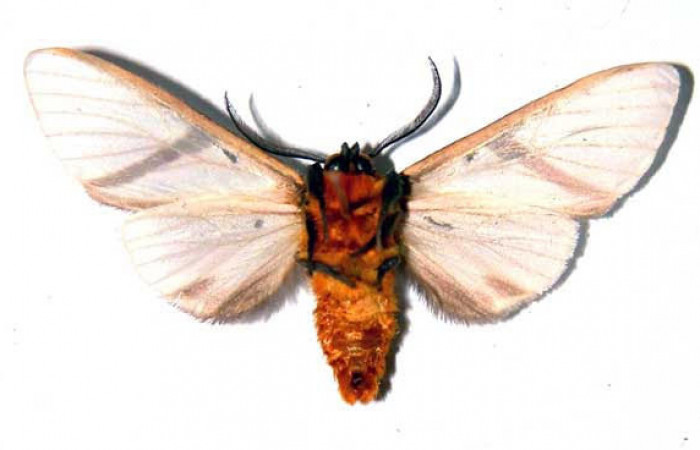 Fig.2 Adulto <i>Turuptiana obliqua</i></i>, mostrando la parte ventral.Voucher: 01-SRNP-22038-DHJ38921.