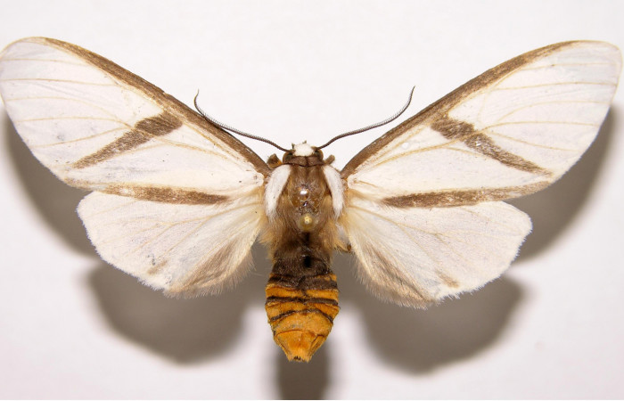 Fig.3 Adulto <i>Turuptiana obliqua</i></i>, mostrando la parte dorsal.Voucher: 01-SRNP-22357-DHJ93202.