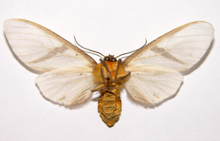 Fig.4 Adulto <i>Turuptiana obliqua</i></i>, mostrando la parte ventral.Voucher: 01-SRNP-22357-DHJ93203.