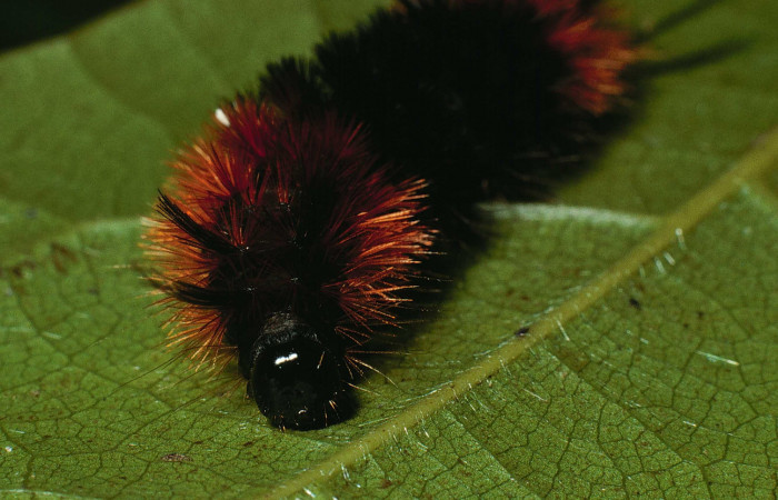 Fig.5 Larva <i>Turuptiana obliqua</i></i>, mostrando la parte de la cabeza.Voucher: 01-SRNP-22054-DHJ62338.jpg.