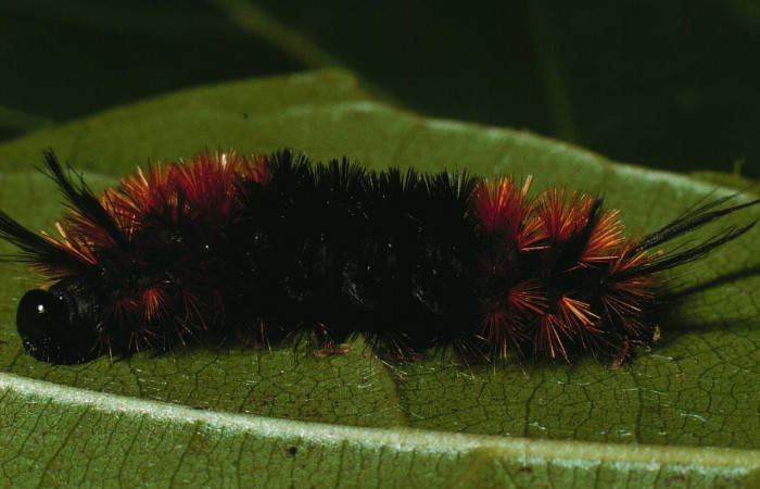 Fig.6 Larva <i>Turuptiana obliqua</i></i>, mostrando la parte dorsal entero.Voucher: 01-SRNP-22054-DHJ62339.jpg.