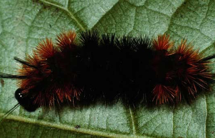 Fig.7 Larva <i>Turuptiana obliqua</i></i>, mostrando la parte dorsal entero.Voucher: 01-SRNP-22054-DHJ62341.jpg.