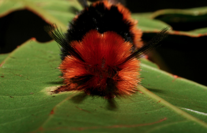 Fig.8 Larva <i>Turuptiana obliqua</i></i>, mostrando la parte trasera.Voucher: 09-SRNP-55853-DHJ459949.jpg.