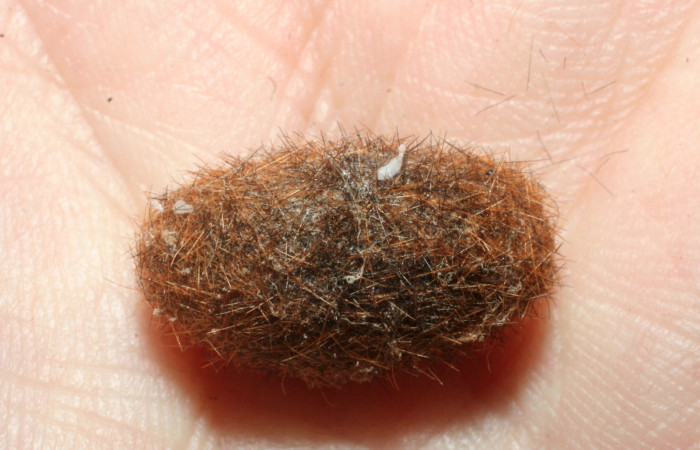 Fig.9 Capullo de Braconidae, <i>Dolichozele</i></i> Sharkey02, parásito del (Erebidae), <i>Turuptiana obliqua</i></i>. Voucher: 08-SRNP-998-DHJ453116.jpg.