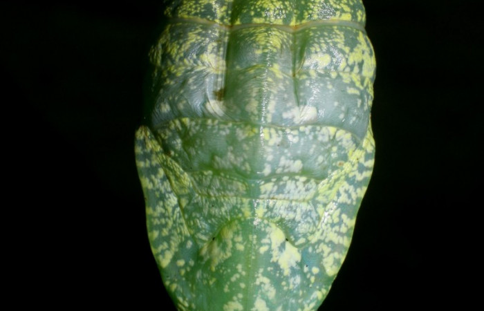 Figura 18. Pupa <i>Archaeoprepona</i></i> camillaICG02 (Nymphalidae) en este estadio no se alimenta (08-SRNP-2818-DHJ437433.JPG)