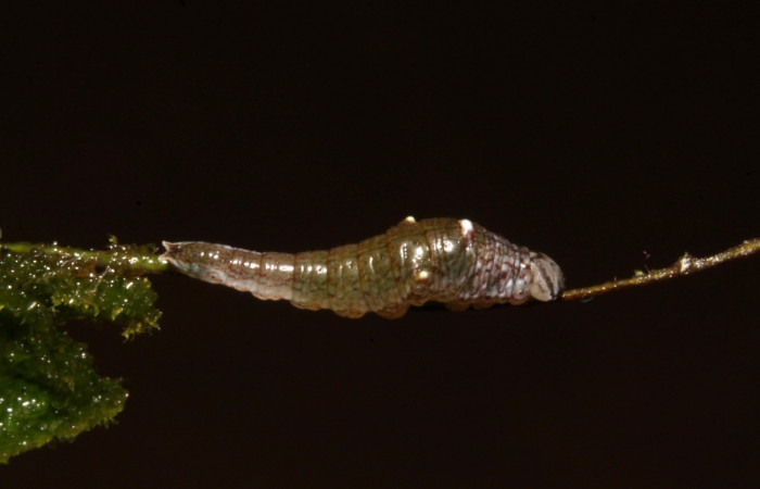Figura 4. Larva en segundo estadio <i>Archaeoprepona</i></i> camillaICG02 (Nymphalidae) alimentándose en Nectandra umbrosa (Lauraceae) posición dorso (15-SRNP-40654-DHJ724408.JPG) 12 Marzo 2015, San Lucas  (elevación 400 metros).
