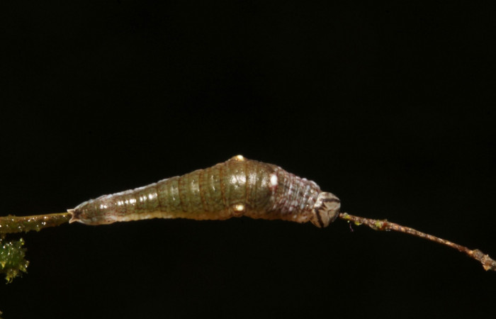 Figura 5. Larva en segundo estadio <i>Archaeoprepona</i></i> camillaICG02 (Nymphalidae) alimentándose en Nectandra umbrosa (Lauraceae) posición dorso (15-SRNP-40654-DHJ724409.JPG) 12 Marzo 2015, San Lucas  (elevación 400 metros).