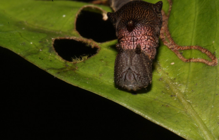 Figura 7. Larva en tercer estadio <i>Archaeoprepona</i></i> camillaICG02 (Nymphalidae) alimentándose en Nectandra umbrosa (Lauraceae) posición cabeza (15-SRNP-40654-DHJ724429.JPG) 25 Marzo 2015, San Lucas  (elevación 400 metros).