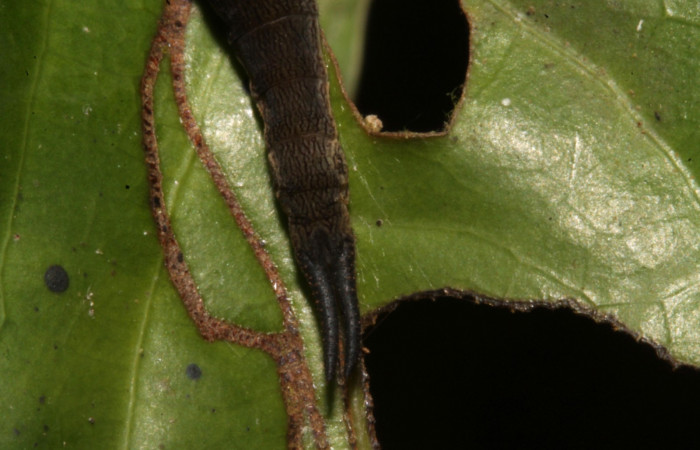 Figura 8. Larva en tercer estadio <i>Archaeoprepona</i></i> camillaICG02 (Nymphalidae) alimentándose en Nectandra umbrosa (Lauraceae) posición cabeza (15-SRNP-40654-DHJ724430.JPG) 25 Marzo 2015, San Lucas  (elevación 400 metros).