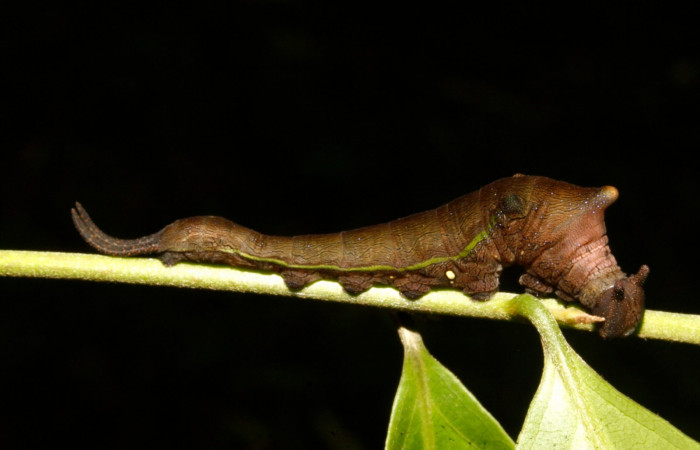 Figura 9. Larva en cuarto estadio <i>Archaeoprepona</i></i> camillaICG02 (Nymphalidae) alimentándose en Nectandra umbrosa (Lauraceae) posición lateral (15-SRNP-40654-DHJ724432.JPG) 11 Abril 2015, San Lucas  (elevación 400 metros).