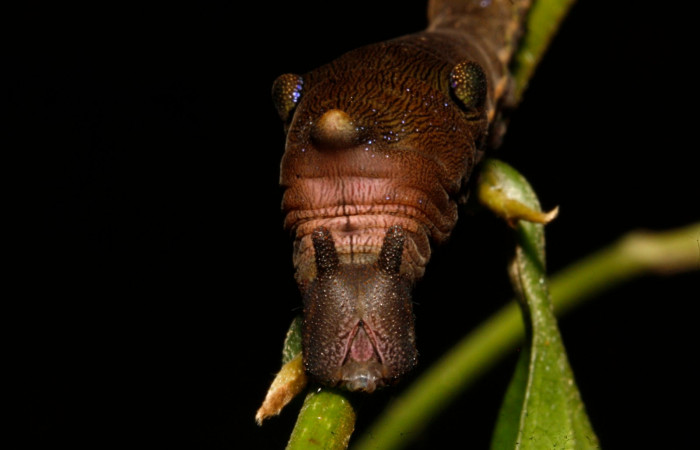 Figura 10. Larva en cuarto estadio <i>Archaeoprepona</i></i> camillaICG02 (Nymphalidae) alimentándose en Nectandra umbrosa (Lauraceae) posición cabeza (15-SRNP-40654-DHJ724433.JPG) 11 Abril 2015, San Lucas  (elevación 400 metros).