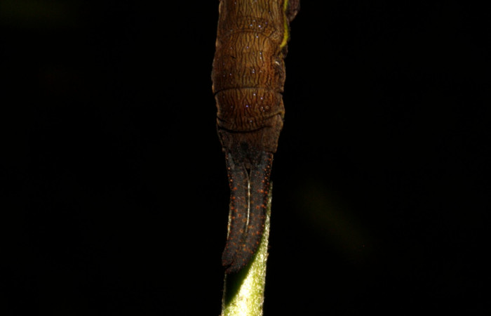 Figura 11. Larva en cuarto estadio <i>Archaeoprepona</i></i> camillaICG02 (Nymphalidae) alimentándose en Nectandra umbrosa (Lauraceae) posición cola (15-SRNP-40654-DHJ724434.JPG) 11 Abril 2015, San Lucas  (elevación 400 metros).