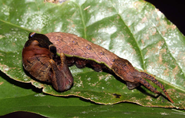 Figura 12. Larva en ultimo estadio <i>Archaeoprepona</i></i> camillaICG02 (Nymphalidae) alimentándose en Nectandra umbrosa (Lauraceae) (15-SRNP-40654-DHJ724470.JPG) 24 Abril 2015, San Lucas  (elevación 400 metros).
