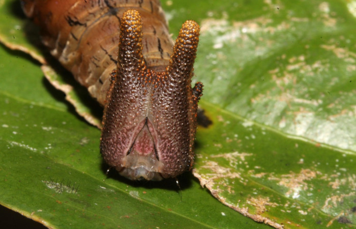 Figura 13. Larva en ultimo estadio <i>Archaeoprepona</i></i> camillaICG02 (Nymphalidae) alimentándose en Nectandra umbrosa (Lauraceae) posición cabeza (15-SRNP-40654-DHJ724471.JPG) 24 Abril 2015, San Lucas  (elevación 400 metros).