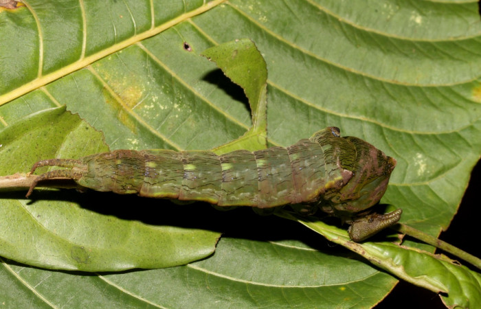 Figura 14. Larva en ultimo estadio <i>Archaeoprepona</i></i> camillaICG02 (Nymphalidae) alimentándose en Nectandra umbrosa (Lauraceae) posición dorso (15-SRNP-40654-DHJ724514.JPG) 12 Junio 2015, San Lucas  (elevación 400 metros).