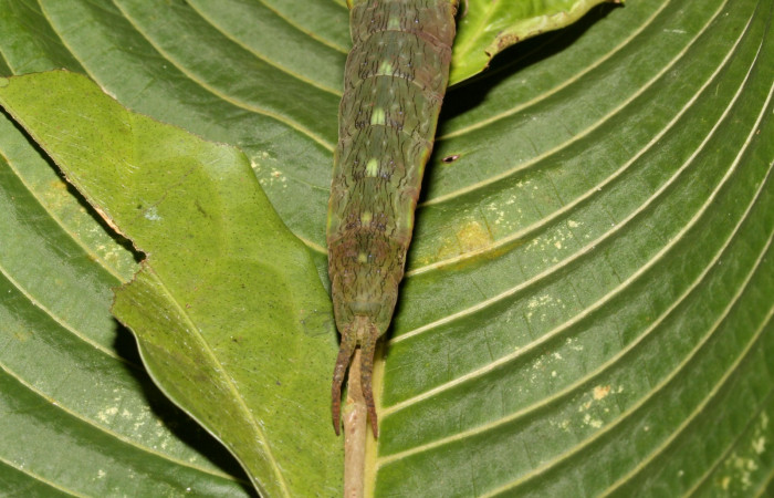 Figura 15. Larva en ultimo estadio <i>Archaeoprepona</i></i> camillaICG02 (Nymphalidae) alimentándose en Nectandra umbrosa (Lauraceae) posición cola (15-SRNP-40654-DHJ724516.JPG) 12 Junio 2015, San Lucas  (elevación 400 metros