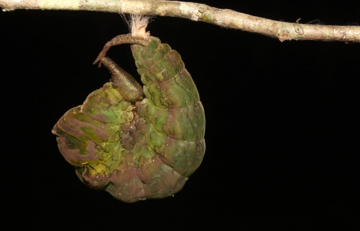 Figura 16. Larva en Prepupa <i>Archaeoprepona</i></i> camillaICG02 (Nymphalidae) en este estadio no se alimenta (15-SRNP-40654-DHJ724517.JPG) 17 Junio 2015, San Lucas  (elevación 400 metros).