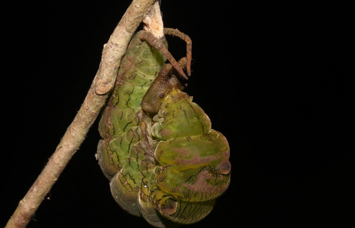 Figura 17. Larva en Prepupa <i>Archaeoprepona</i></i> camillaICG02 (Nymphalidae) en este estadio no se alimenta (15-SRNP-40654-DHJ724518.JPG) 17 Junio 2015, San Lucas  (elevación 400 metros).