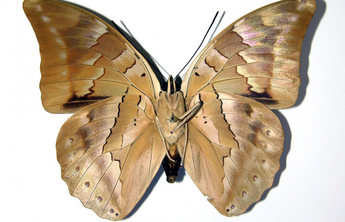 Figura 3. Adulto de <i>Archaeoprepona</i></i> camillaICG02 (Nymphalidae) (hembra) (99-SRNP-13456-DHJ96967.jpg).