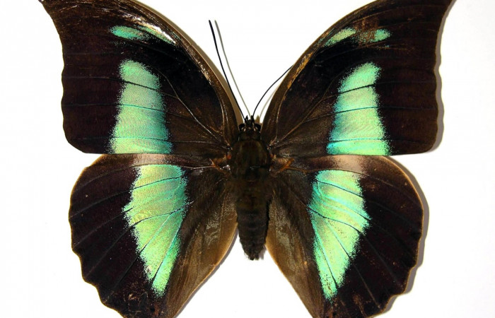 Figura 2. Adulto de <i>Archaeoprepona</i></i> camillaICG02 (Nymphalidae) (macho) (99-SRNP-13518-DHJ96964.jpg).