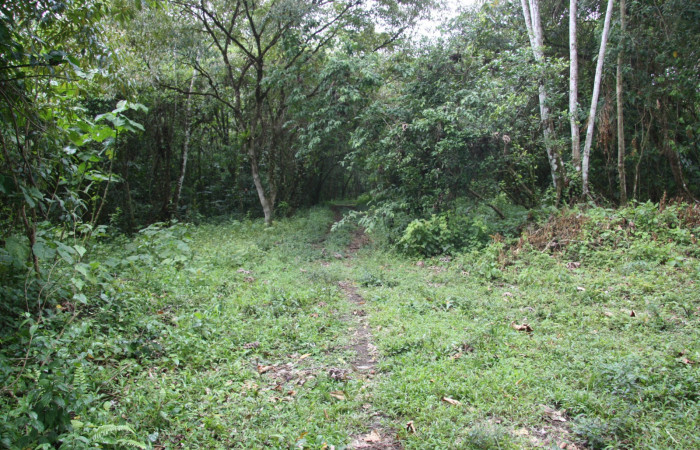 Figura 1. Sendero San Lucas, Sector Estación Caribe, Area de Conservación Guanacaste (elevación 320 metros) en margen de camino 12 Marzo 2015 lugar donde fue colectada la larva <i>Archaeoprepona</i></i> camillaICG02 (Nymphalidae) (15 SRNP- 40654).