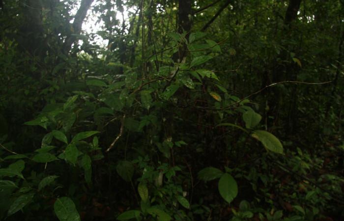 Figura 19. Planta hospedera de <i>Archaeoprepona</i></i> camillaICG02 (Nymphalidae) ,Planta <i>Nectandra umbrosa</i></i> (Lauraceae).