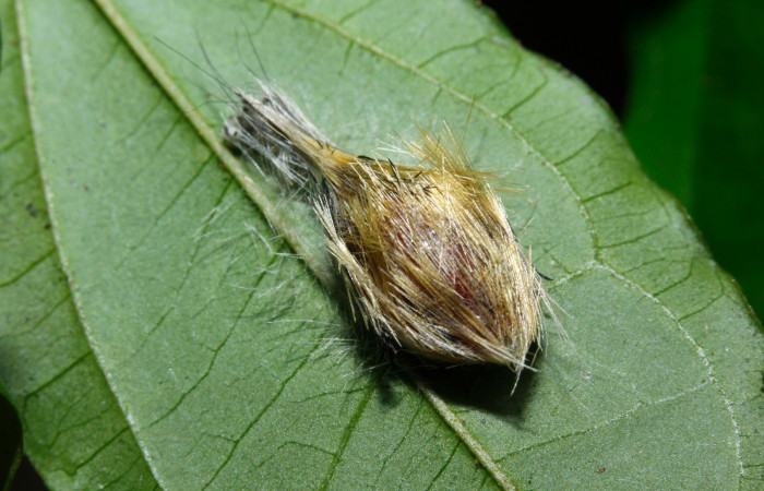 Figura 10. Larva en pupa <i>Heliura aurorina</i></i> (Erebidae), (16-SRNP-27034-DHJ730759) Estación Wege, (elevación 344 metros).2 Agosto 2016, Foto, Anabelle Córdoba.