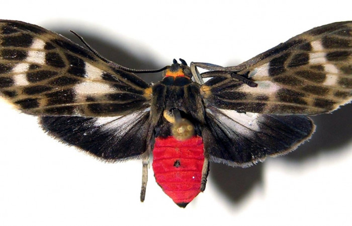 Figura 11. Adulto macho de <i>Heliura aurorina</i></i>. (Erebidae) mide 27 mm, posición normal parte enfocada el dorsal central.01-SRNP-10922-DHJ92372.jpg.