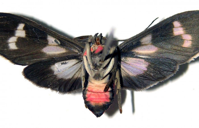 Figura 12. Adulto macho de <i>Heliura aurorina</i></i>. (Erebidae) mide 27 mm, posición normal parte enfocada ventral central.01-SRNP-10922-DHJ92373.jpg.