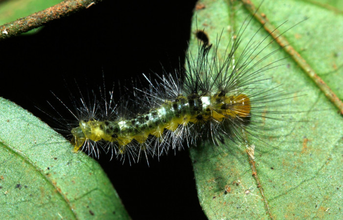 Figura 4. Larva en cuarto estadio <i>Heliura aurorina</i></i>. (Erebidae), (16-SRNP-27034-DHJ730701), Sendero Quebrada,(elevación 363 metros), posición dorsal alimentandose en Strychnos guianensis, (Loganiaceae).23 Julio 2016, Foto, Anabelle Córdoba