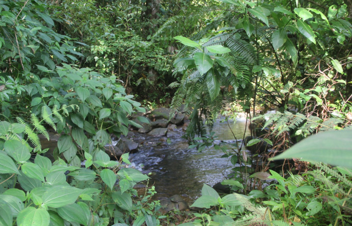Figura 1. Sector Rincon, Rain Forest, Estación Wege, Area de Conservación Guanacaste, Sendero Quebrada, (elevación 363 metros).5 Diciembre 2016 lugar donde fue colectada la larva <i>Heliura aurorina</i></i> (Erebidae).(16 SRNP- 270343). Foto Anabelle Cordoba.