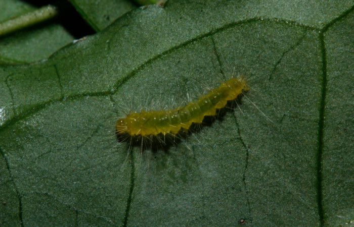 Figura 2. Larva en tercer estadio <i>Heliura aurorina</i></i>. (Erebidae), (16-SRNP-27034-DHJ730649), Sendero Quebrada,(elevación 363 metros), posición dorsal alimentandose en Strychnos guianensis, (Loganiaceae).16 Julio 2016, Foto, Anabelle Córdoba.