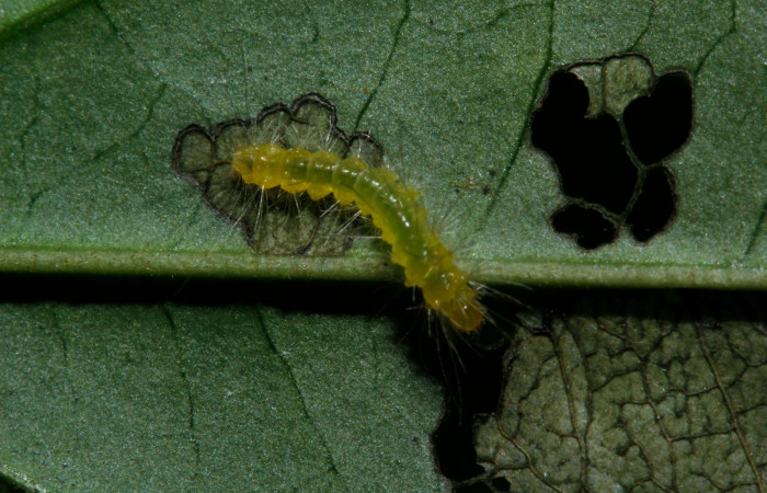 Figura 3. Larva en tercer estadio <i>Heliura aurorina</i></i>. (Erebidae), (16-SRNP-27034-DHJ730651), Sendero Quebrada,(elevación 363 metros), posición dorsal alimentandose en Strychnos guianensis, (Loganiaceae).16 Julio 2016, Foto, Anabelle Córdoba.