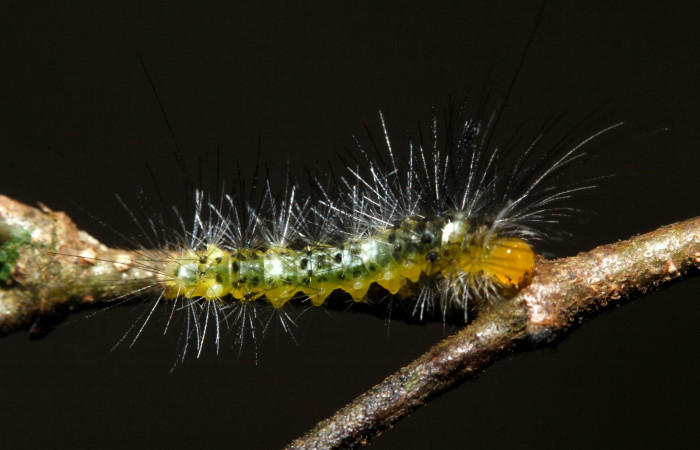 Figura 5. Larva en cuarto estadio <i>Heliura aurorina</i></i>. (Erebidae), (16-SRNP-27034-DHJ730703), Sendero Quebrada,(elevación 363 metros), posición dorsal alimentandose en Strychnos guianensis, (Loganiaceae).23 Julio 2016, Foto, Anabelle Córdoba.