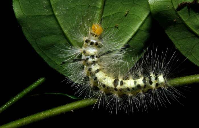 Figura 6. Larva en ultimo estadio <i>Heliura aurorina</i></i>. (Erebidae), (16-SRNP-27034-DHJ730737), Sendero Quebrada,(elevación 363 metros), posición dorsal alimentandose en Strychnos guianensis, (Loganiaceae).30 Julio 2016, Foto, Anabelle Córdoba.