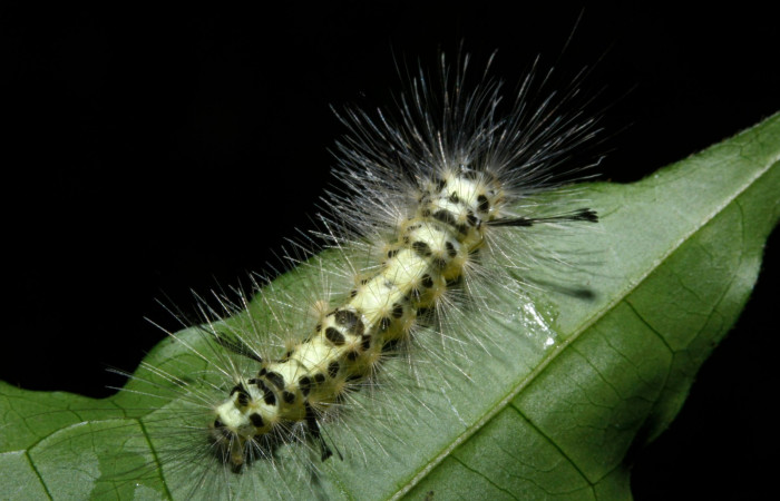 Figura 7. Larva en ultimo estadio <i>Heliura aurorina</i></i>. (Erebidae), (16-SRNP-27034-DHJ730738), Sendero Quebrada,(elevación 363 metros), posición cola alimentandose en Strychnos guianensis, (Loganiaceae).30 Julio 2016, Foto, Anabelle Córdoba.