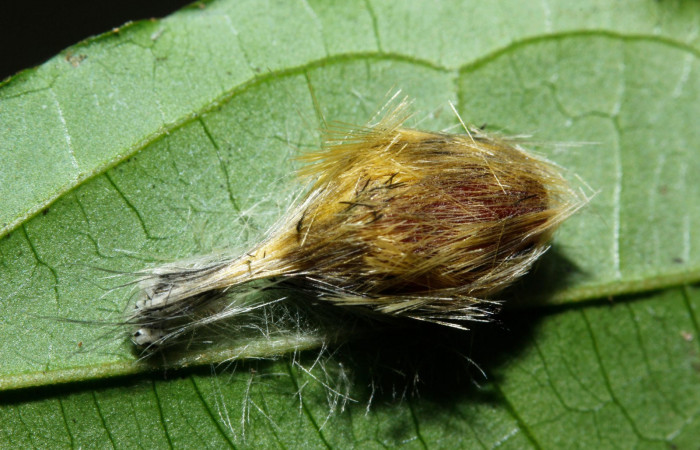 Figura 8. Larva en pupa <i>Heliura aurorina</i></i>(Erebidae), (16-SRNP-27034-DHJ730757) Estación Wege, (elevación 344 metros).2 Agosto 2016, Foto, Anabelle Córdoba.