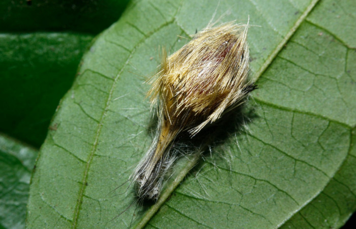 Figura 9. Larva en pupa <i>Heliura aurorina</i></i>. (Erebidae), (16-SRNP-27034-DHJ730758) Estación Wege, (elevación 344 metros).2 Agosto 2016, Foto, Anabelle Córdoba.