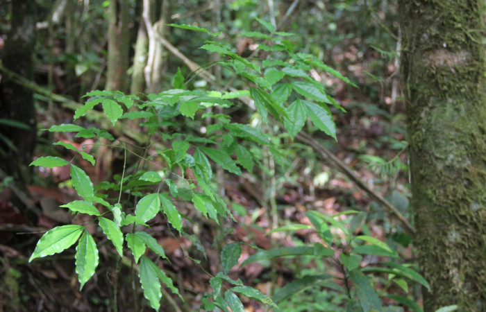 Figura 13. Planta hospedera de <i>Heliura aurorina</i></i>, (Erebidae), Stychnos guianensis, (Loganiaceae).Estación Wege, Sendero Quebrada, (elevación 363 metros), 8 Marzo 2017, Foto Anabelle Córdoba.
