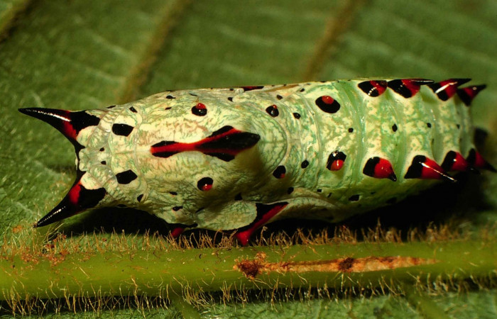 Fig 10. Pupa de Hypanartia arcaei, vista dorsal. Area de Conservación Guanacaste, Sector Cacao, Sendero Cima, elevación1150mt (00-SRNP-10692-DHJ53924.jpg).