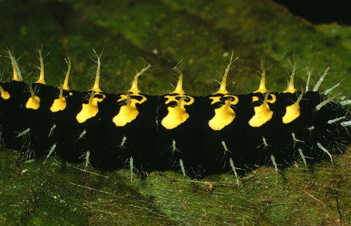 Fig 7. Larva en último estadio de Hypanartia arcaei. Area de Conservación Guanacaste, Sector Cacao, Sendero Cima, elevación1460mt. (00-SRNP-9054-DHJ53747.jpg).